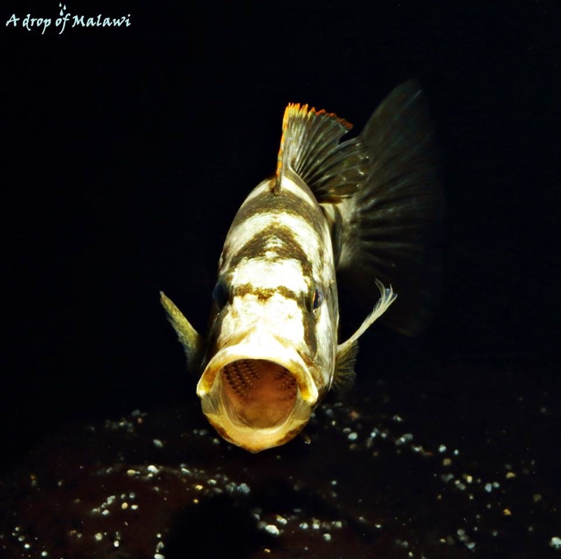 Nimbochromis livingstonii